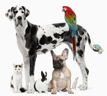 דפי צביעה חיות